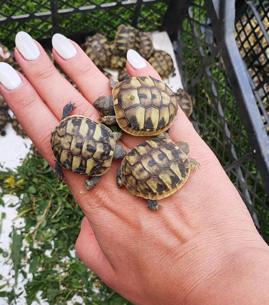 Baby tortoise at Greka Nik