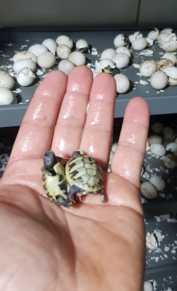 Tortoise birth