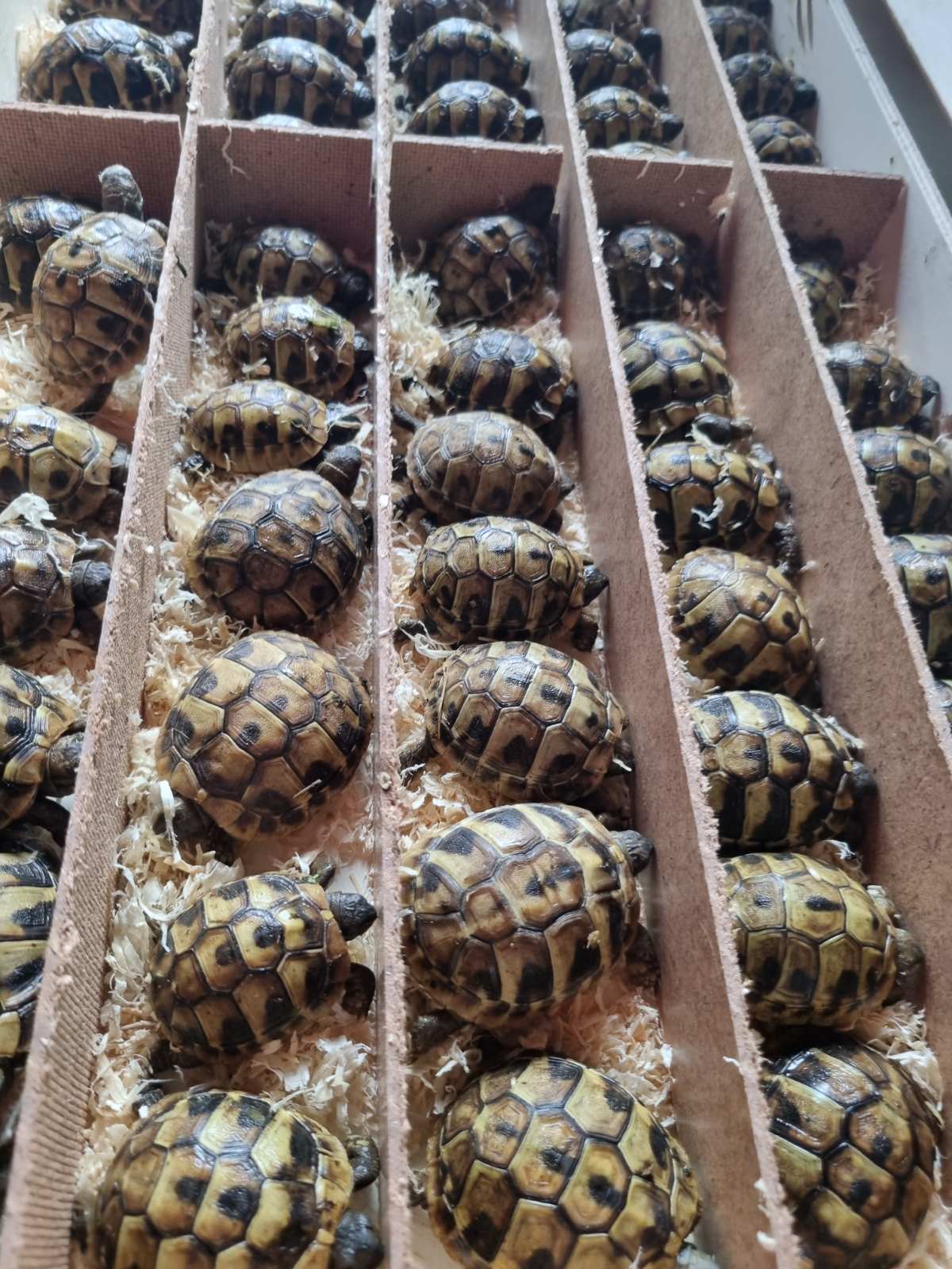Baby tortoise