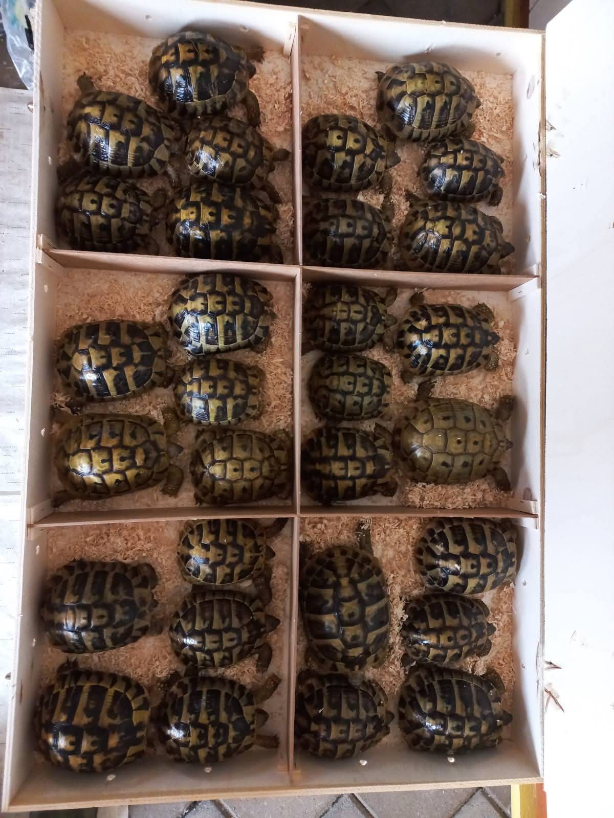 Baby tortoise