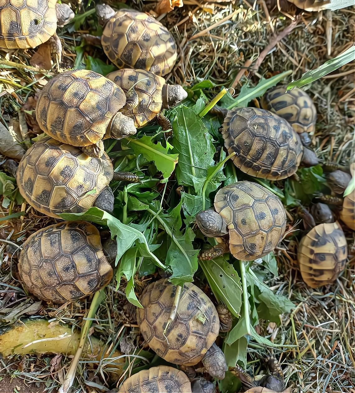 Tortoise feeding time